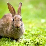 Rangordnungskämpfe bei Kaninchen