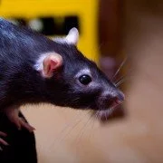 Ratten im Alter brauchen besondere Pflege