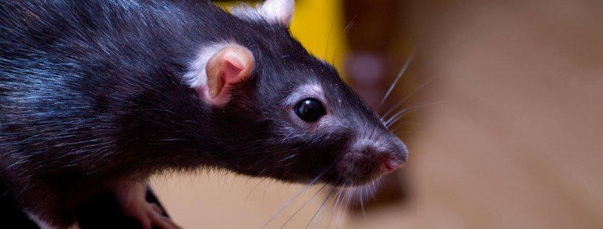 Ratten im Alter brauchen besondere Pflege