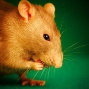 So bleiben Ratten gesund