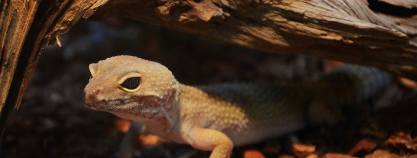 Richtige Hygiene von Terrarien