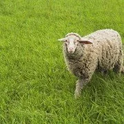 Schafe privat halten – Tipps und Tricks