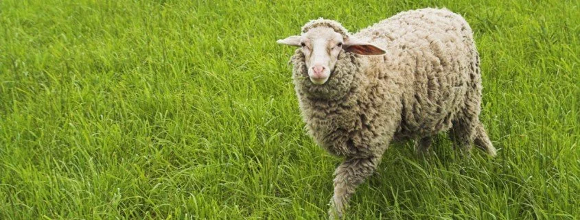 Schafe privat halten – Tipps und Tricks