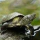 Schildkrötenhaltung wird häufig unterschätzt