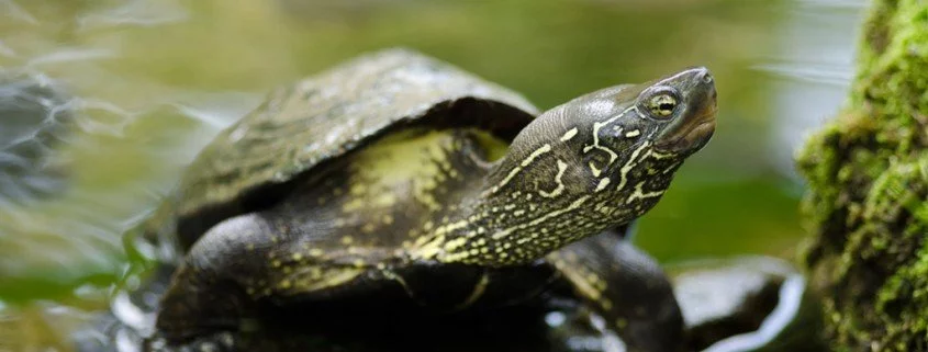 Schildkrötenhaltung wird häufig unterschätzt