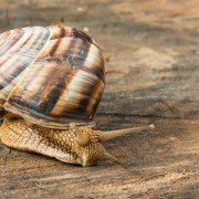 Schnecken als Haustiere