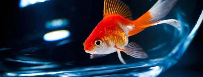 Das sind die schönsten Süßwasserfische für Dein Aquarium