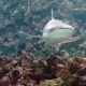 Der Schutz für und vor Weißen Haien