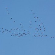 Der Schutz von wildlebenden wandernden Tierarten