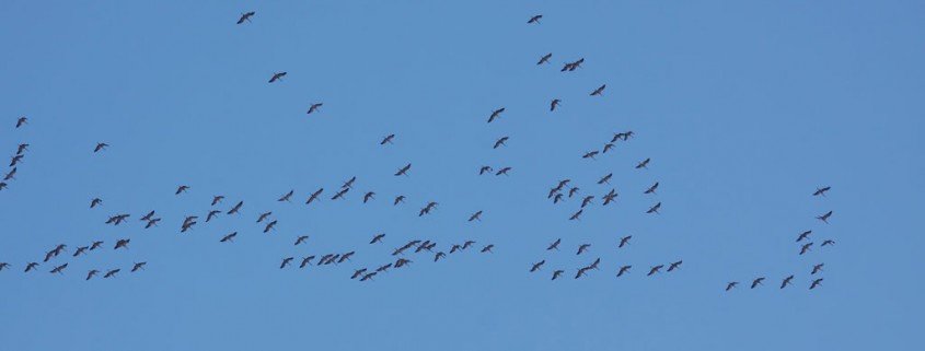 Der Schutz von wildlebenden wandernden Tierarten