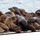 Bei Seehunden an der Nordsee besser auf Distanz bleiben