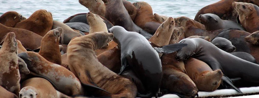Bei Seehunden an der Nordsee besser auf Distanz bleiben
