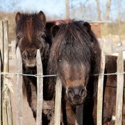 Das Shetland-Pony