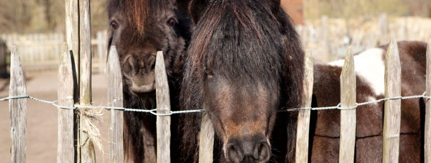 Das Shetland-Pony