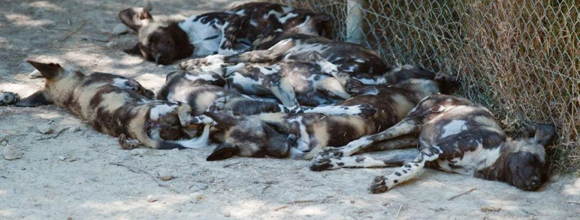 Situation der Tierheime in Deutschland