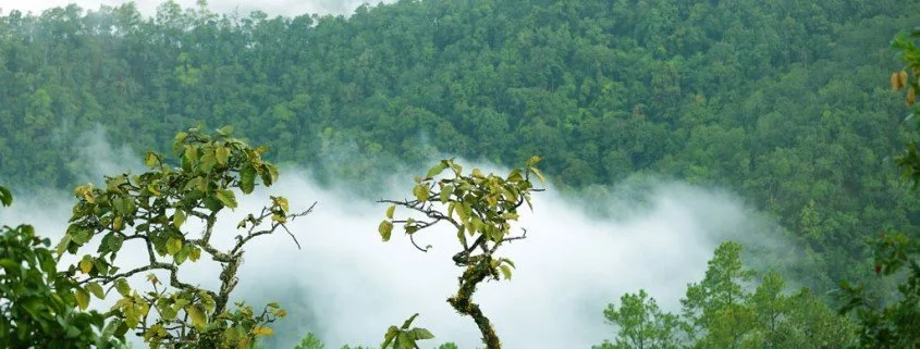 Die skurrile Tierwelt des Mekong