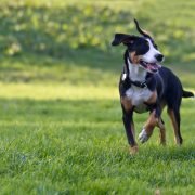 Sprühhalsbänder in der Kritik