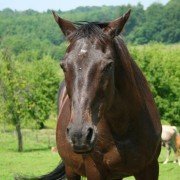 Strahlfäule beim Pferd erkennen und behandeln