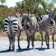 Kuriose Fakten der Tierwelt – Warum Zebras gestreift sind