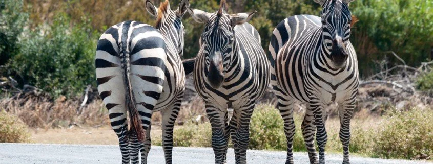 Kuriose Fakten der Tierwelt – Warum Zebras gestreift sind