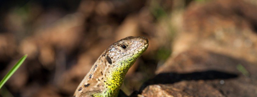 Terrarientiere und ihre Krankheiten