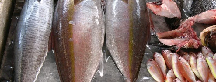 Thunfisch-Häppchen