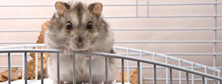 Tiere im Kindergarten oder Klassenraum?