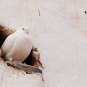 Der tiergerechte Umgang mit Stadttauben