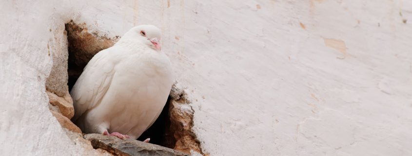 Der tiergerechte Umgang mit Stadttauben