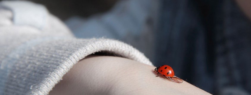 Die kleine Tierwelt der großen Stadt