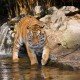 Die außergewöhnlichsten Haustiere – Tiger