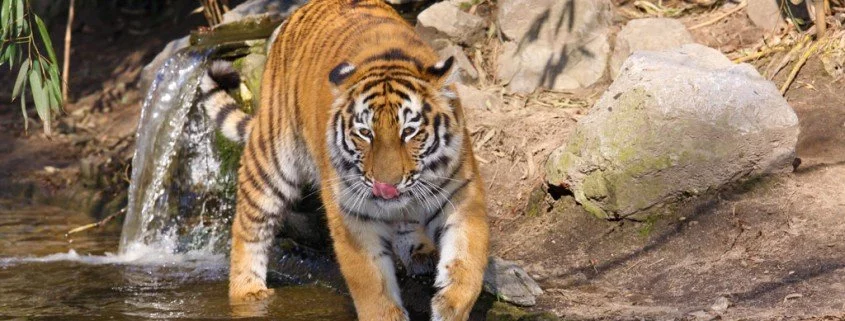 Die außergewöhnlichsten Haustiere – Tiger