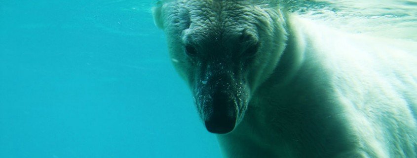 Todesursache von Eisbär Knut jetzt geklärt