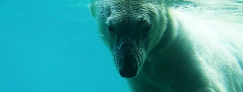 Todesursache von Eisbär Knut jetzt geklärt