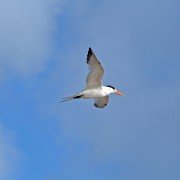 Vögel als Frühwarnsystem für Naturereignisse