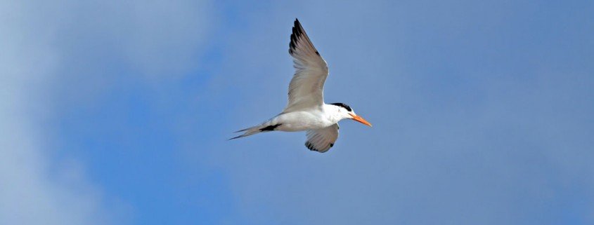 Vögel als Frühwarnsystem für Naturereignisse