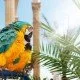 Vogelarten: Der Papagei