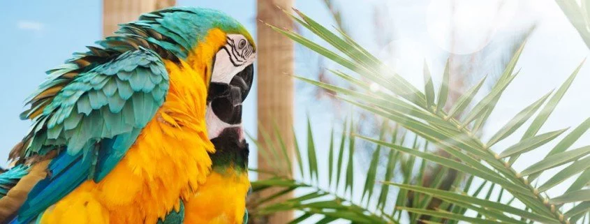 Vogelarten: Der Papagei