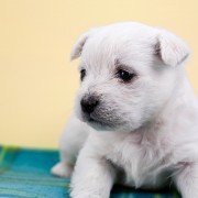 Welche Vorteile bieten Hunde vom Züchter?