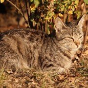 Warum Katzen Bitteres schmecken können