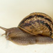 Was der Mensch von der Schnecke lernen kann