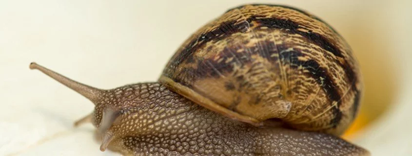 Was der Mensch von der Schnecke lernen kann