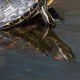 Wasserschildkröten: Ernährung und Haltungstipps