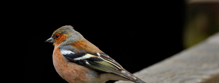 Weichfutterfresser - wie versorge ich Vögel in den kalten Jahreszeiten?