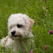 Welche Tiere sind zur Haltung in Cafés oder Restaurants geeignet?