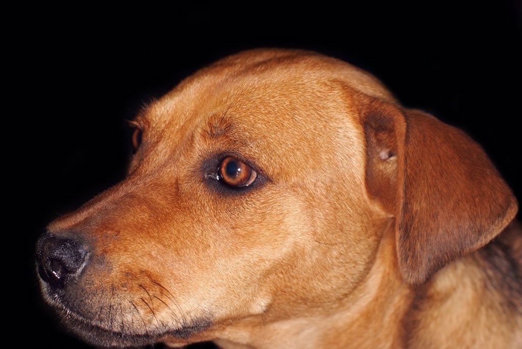 Wie kann ich meinem Haustier bei Erkältung helfen? » Tierheilkunde