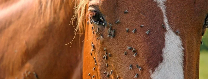 Wie kann man Pferde vor der Insektenplage schützen?