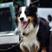 Wie transportiere ich mein Haustier am sichersten? - Eine Studie