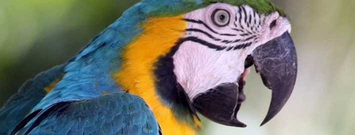 Wieso können Papageien sprechen?