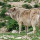 Ist der Wolf zurück in Hessen?